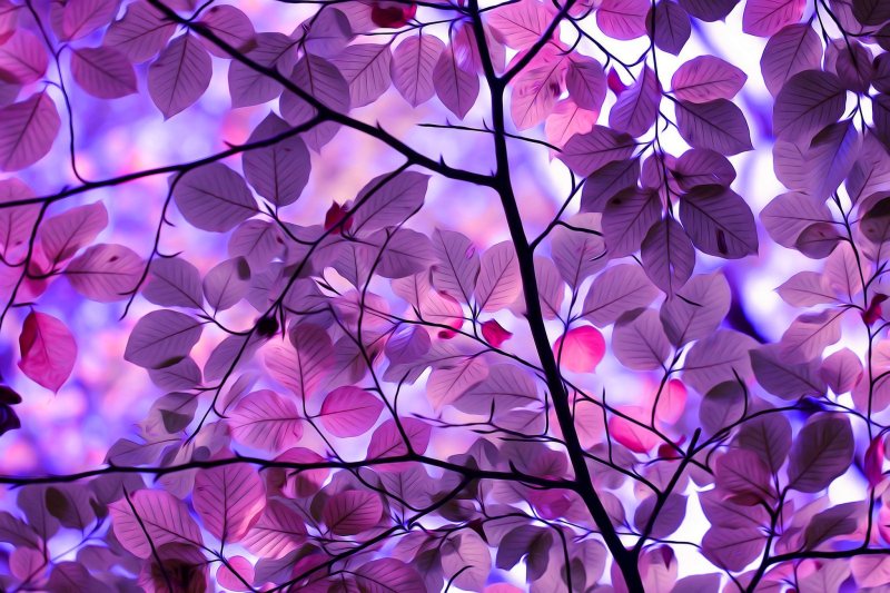 Lilac background