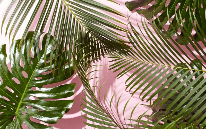 Pink palm leaves