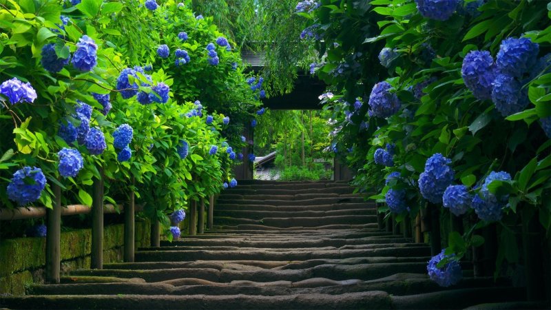 Hydrangea of wisteria