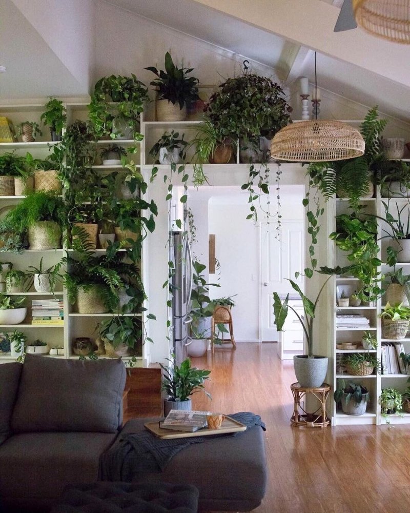 Plants in the interior of the apartment