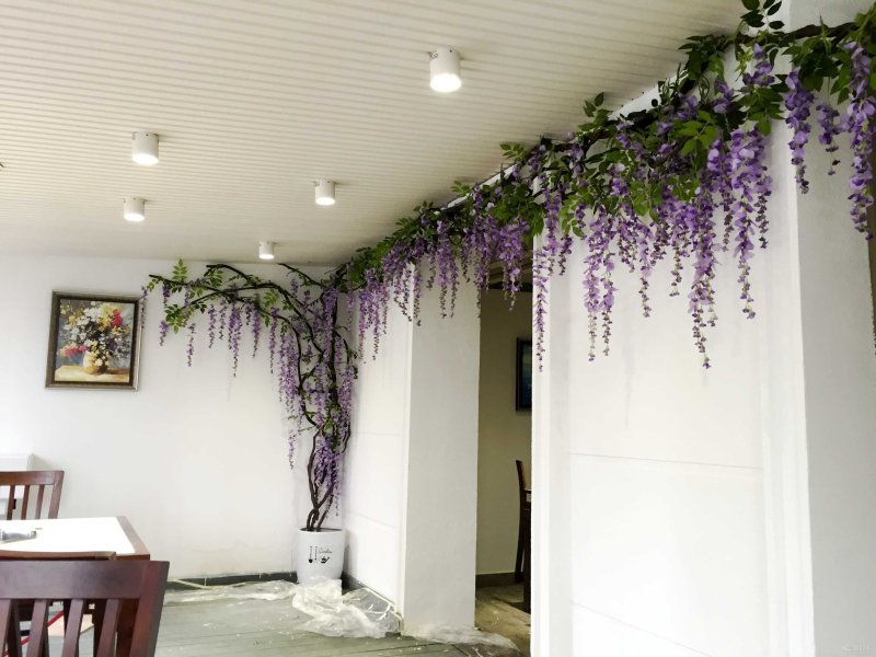 Chinese liana wisteria