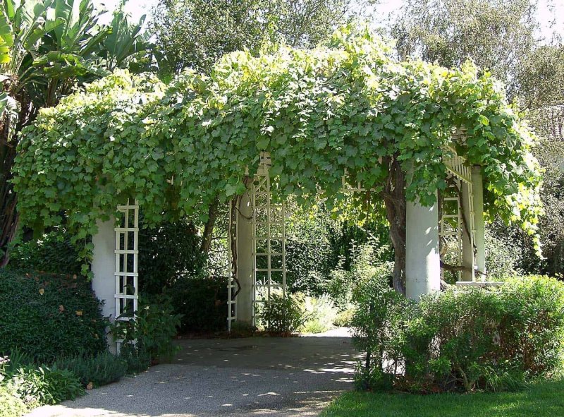 Pergola for actinidia