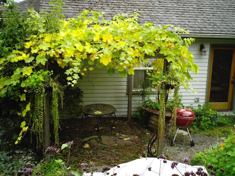 Girl s grapes on pergola