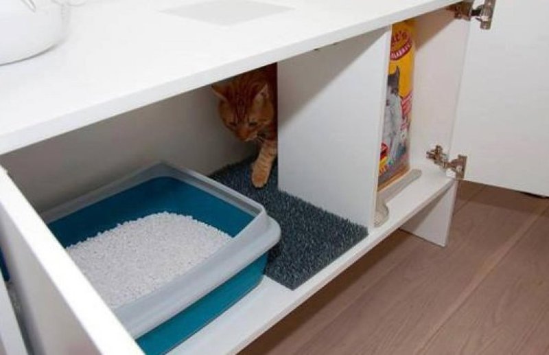 Toilet for cats