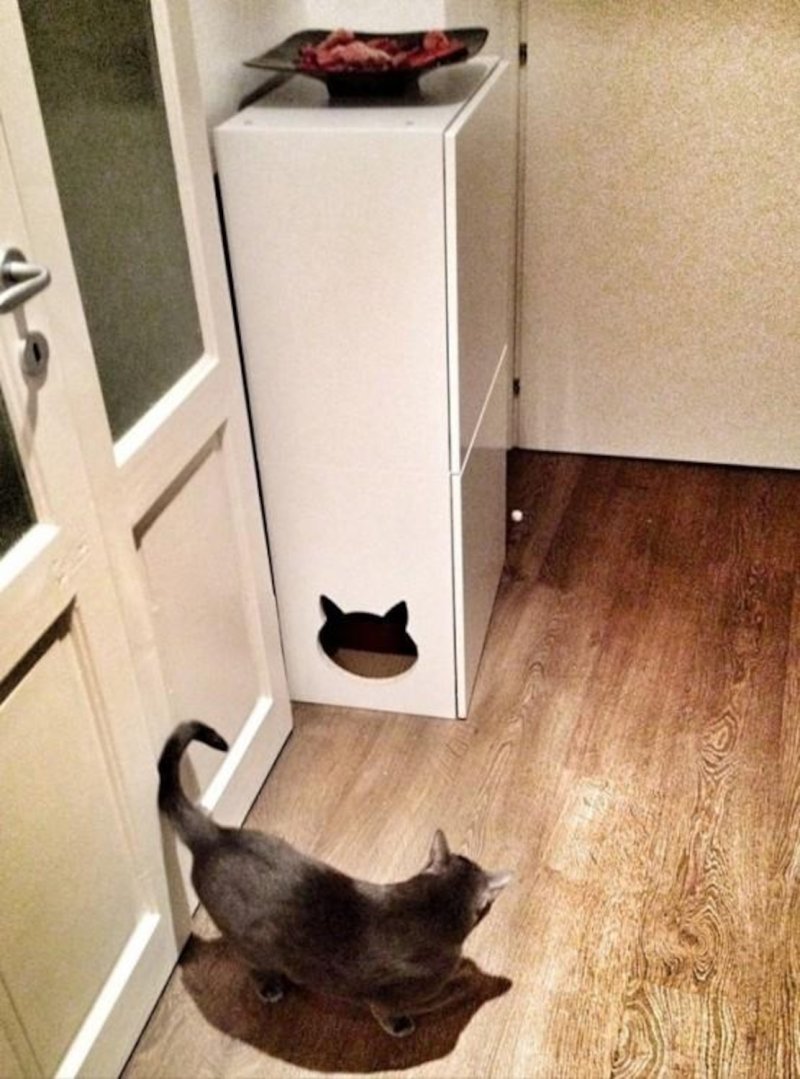 The cat is in the closet