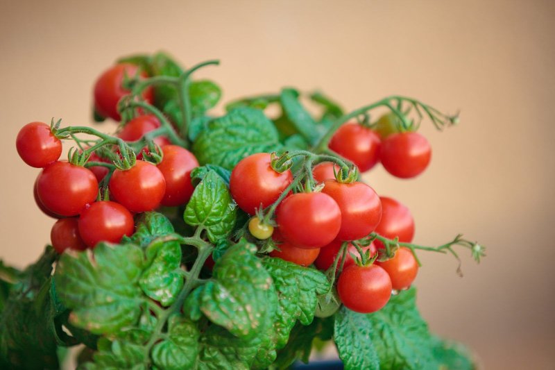 Tomato Cherry