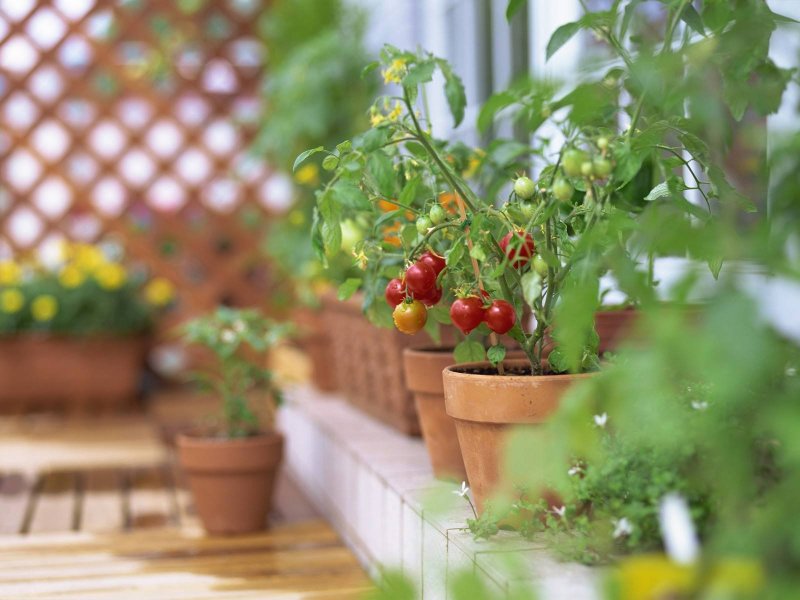 Ampelic tomatoes of cherry