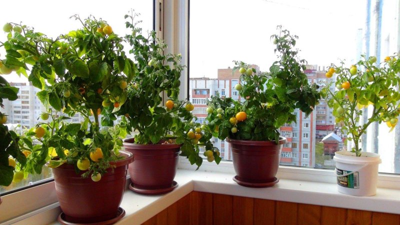 Cherry tomatoes on the windowsill