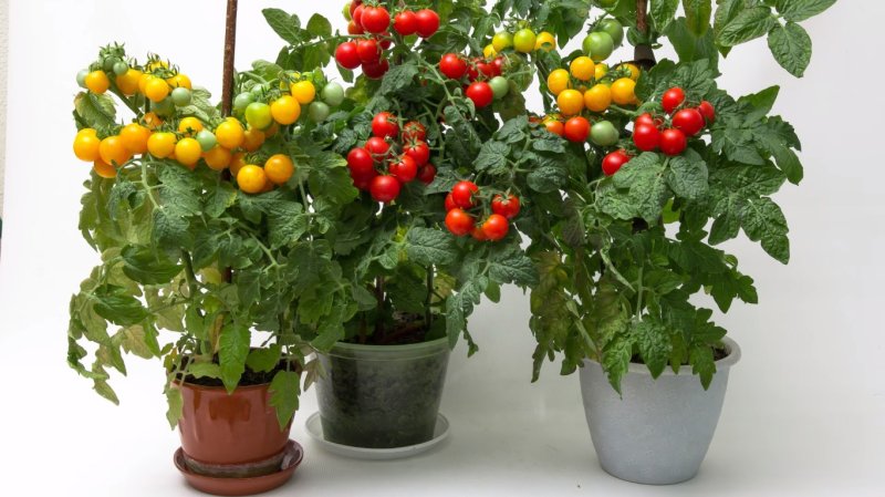 Cherry tomatoes on the windowsill