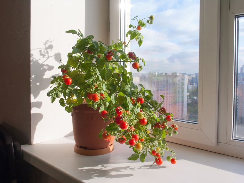 Cherry balcony miracle