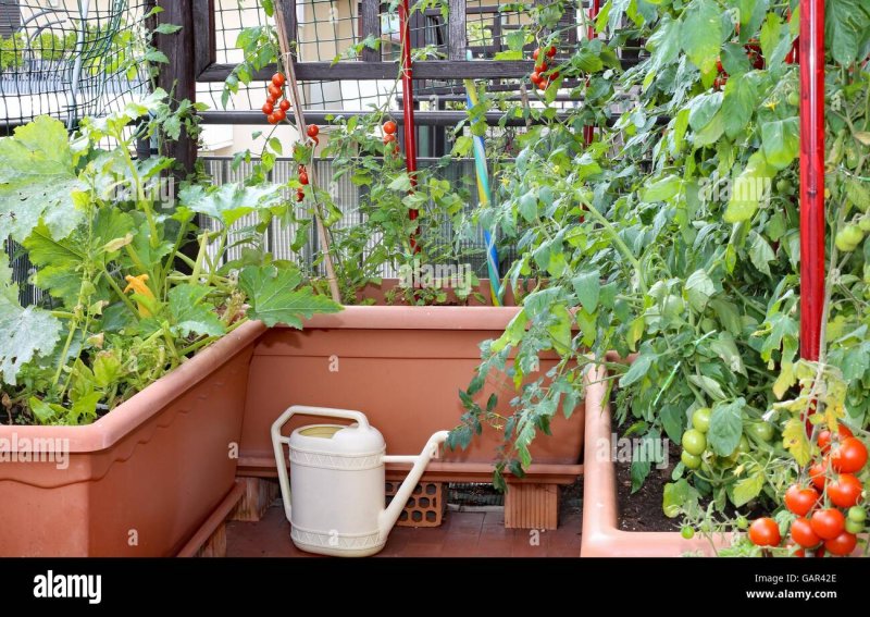 Vegetables on the balcony