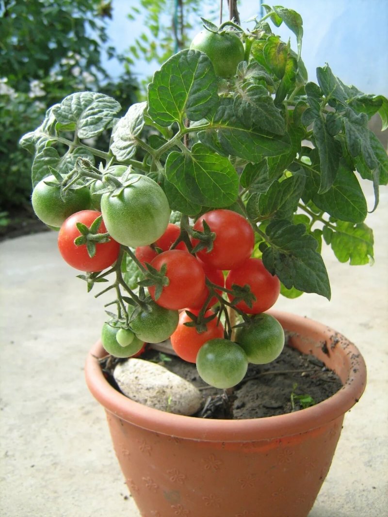 Indoor tomatoes