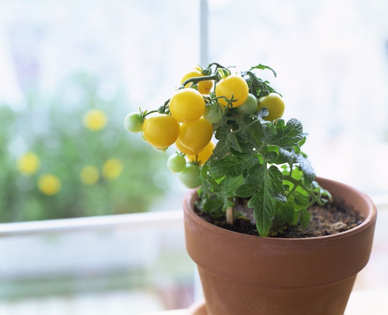 Cherry tomatoes in a pot