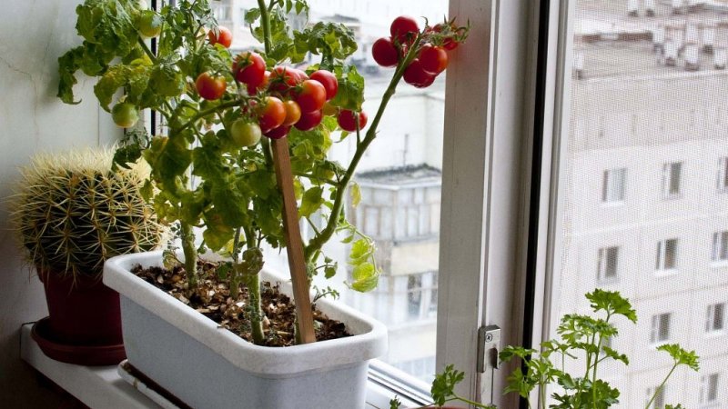 Pepper balcony miracle