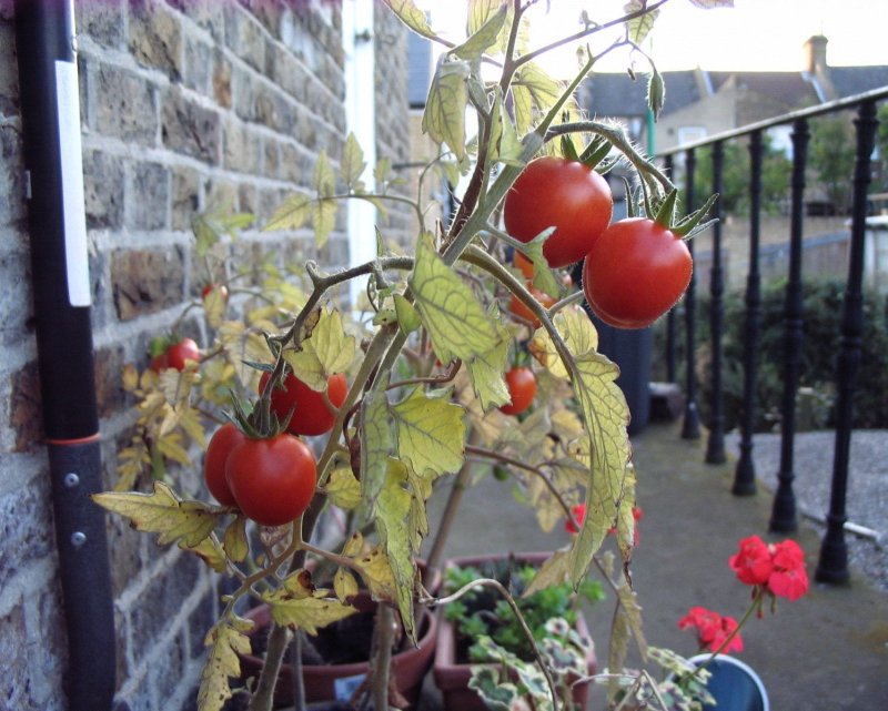 Cherry tomatoes on the windowsill