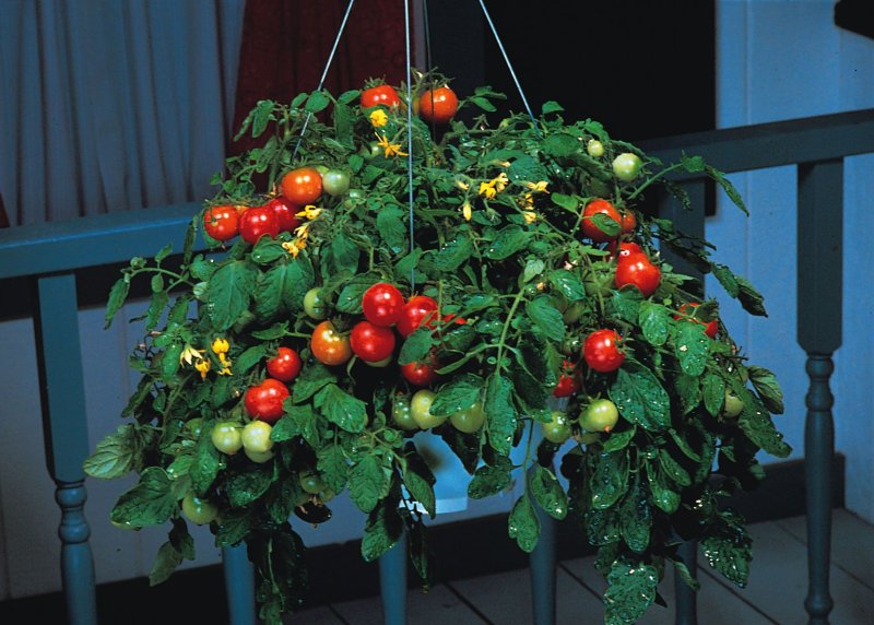 Ampel tomatoes