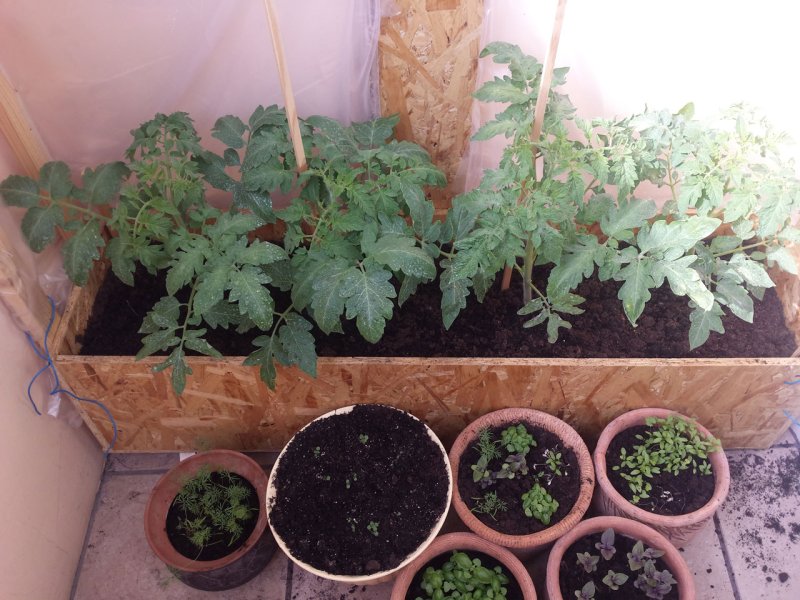 Tomatoes on the balcony