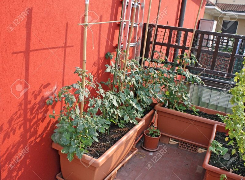 Vegetables on the balcony