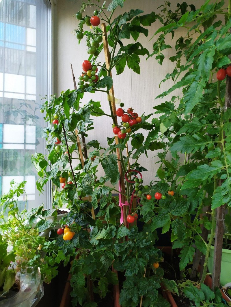 Cherry on the balcony