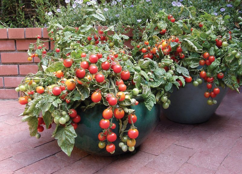 Tomatoes variety