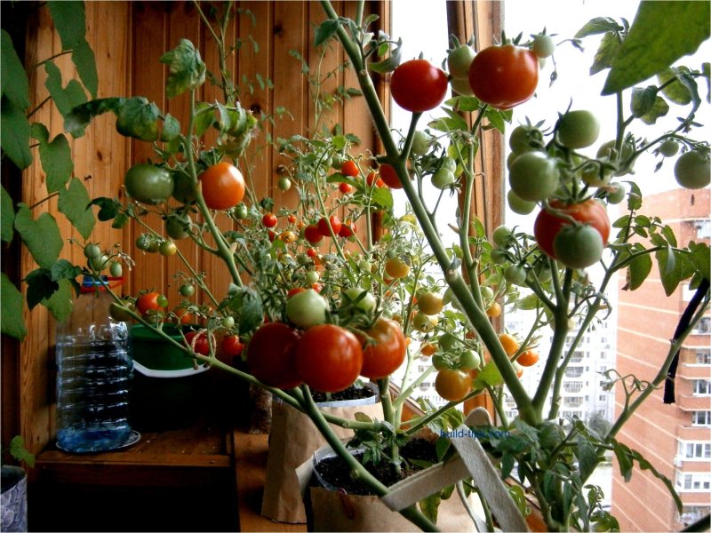 Cherry tomatoes on the balcony