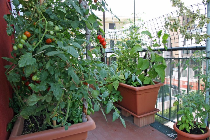 Tomatoes for the balcony