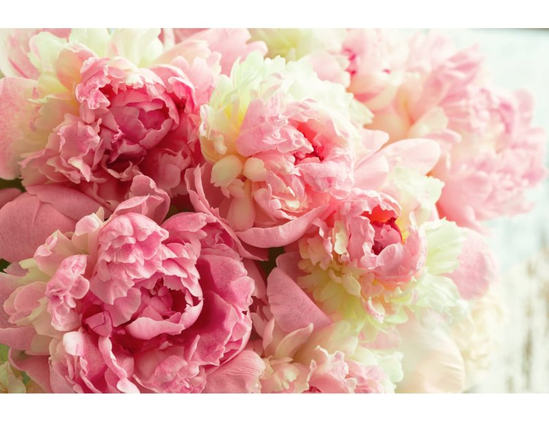 Poral peonies