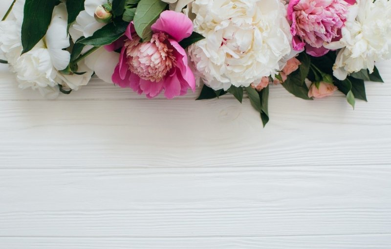 Delicate background with peonies