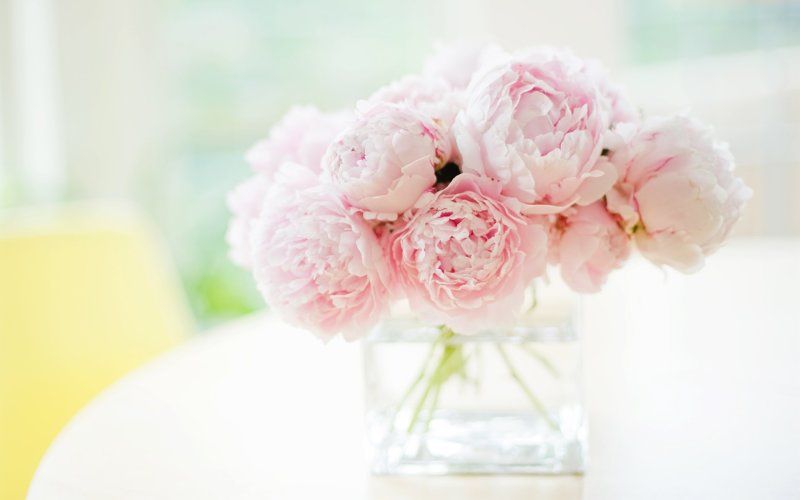 Delicate peonies