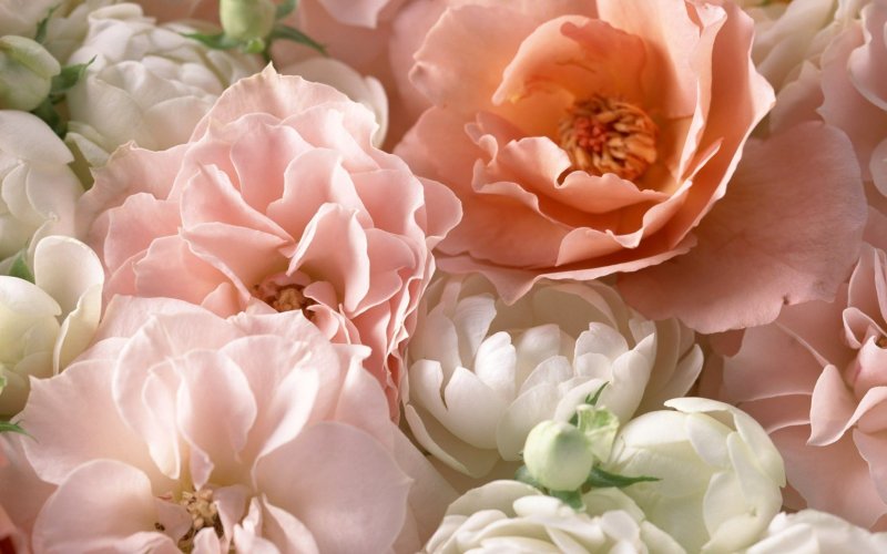 Peach roses peonies