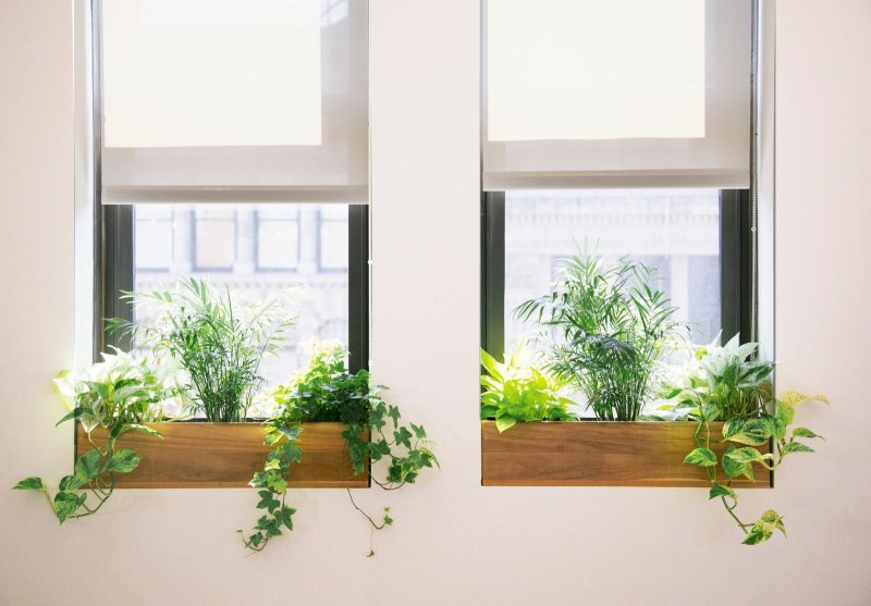 Flowers on the windowsill