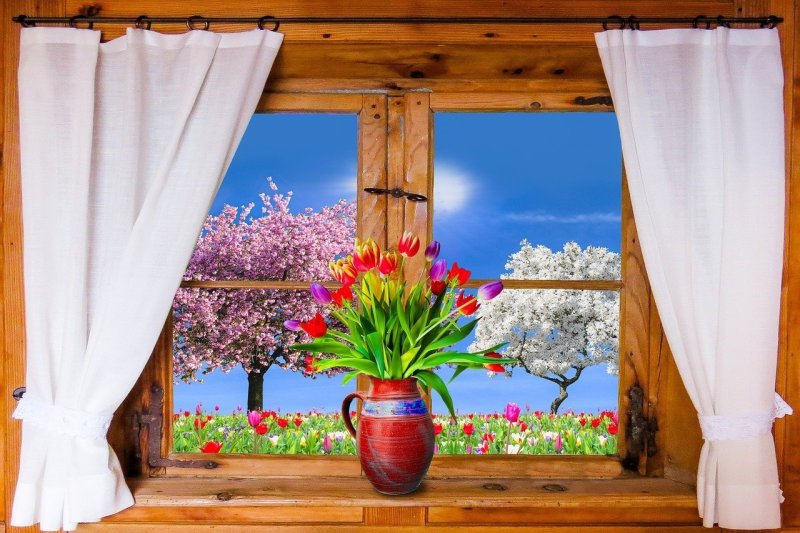 Window with a view of nature