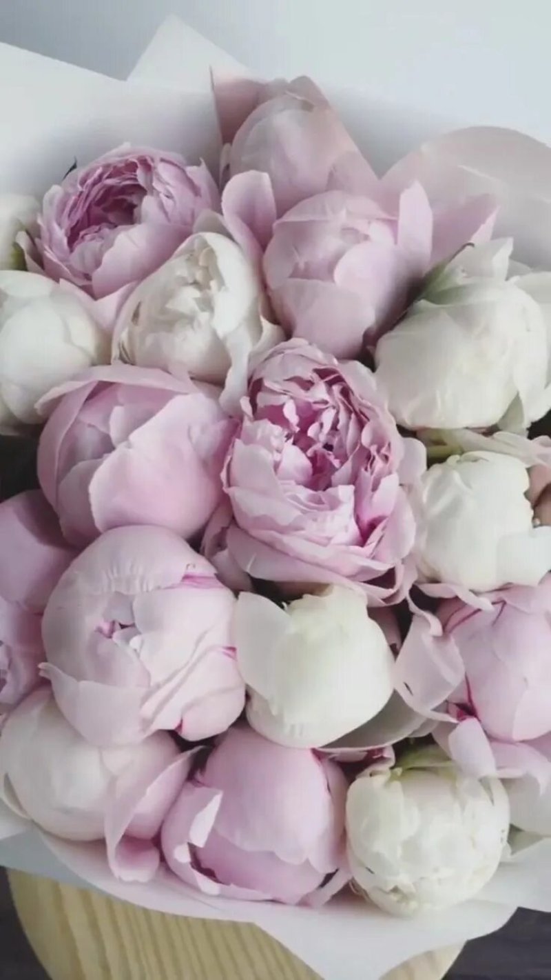 Pink peonies