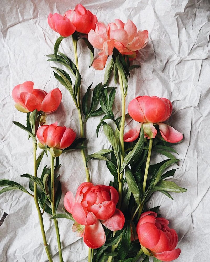 Coral peonies