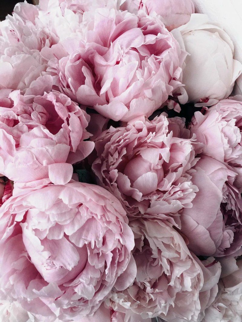 Pink -like peonies