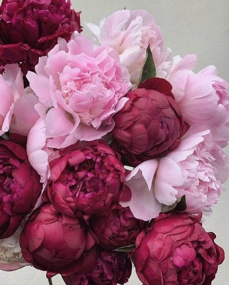 Pink -like peonies