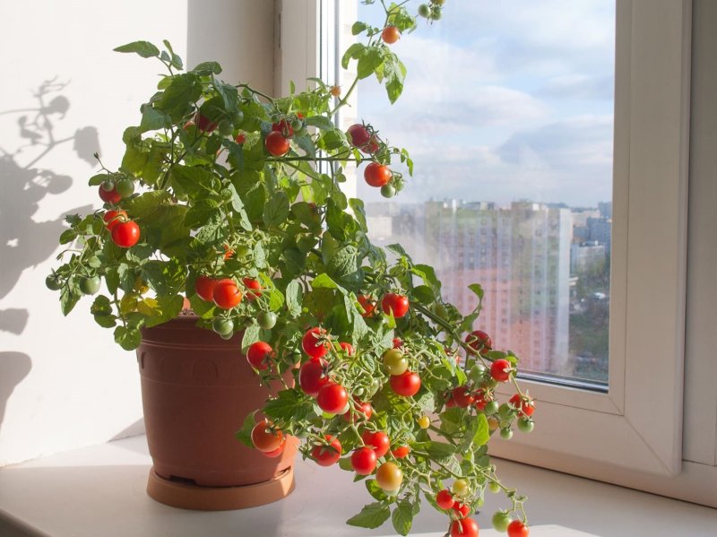 A tomato balcony miracle