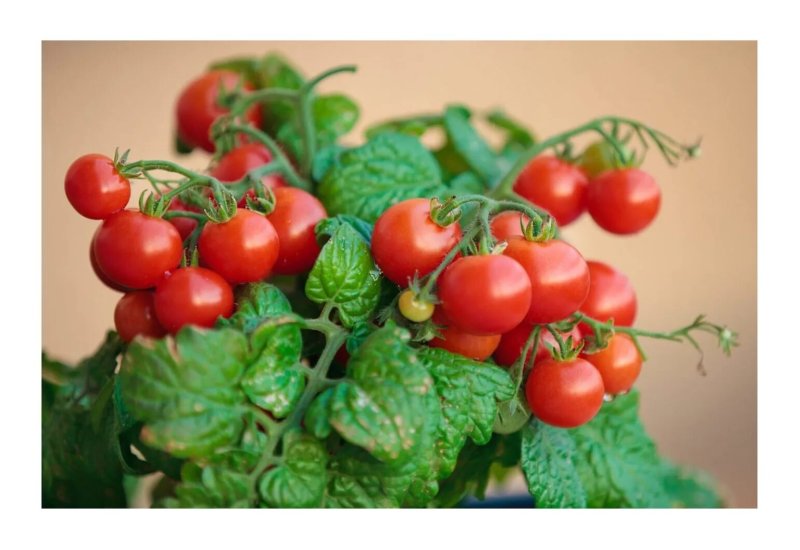 A tomato balcony miracle