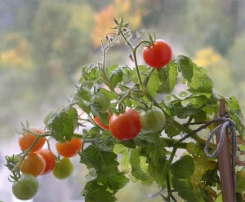 A tomato balcony miracle