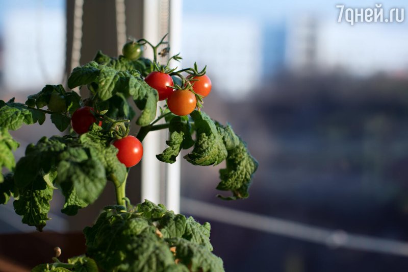 A tomato balcony miracle