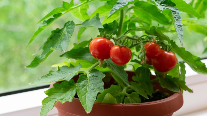 A tomato balcony miracle