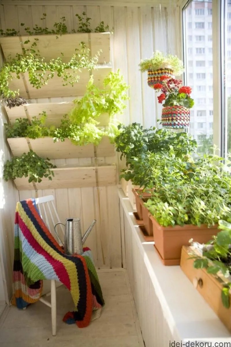 Plants on the balcony