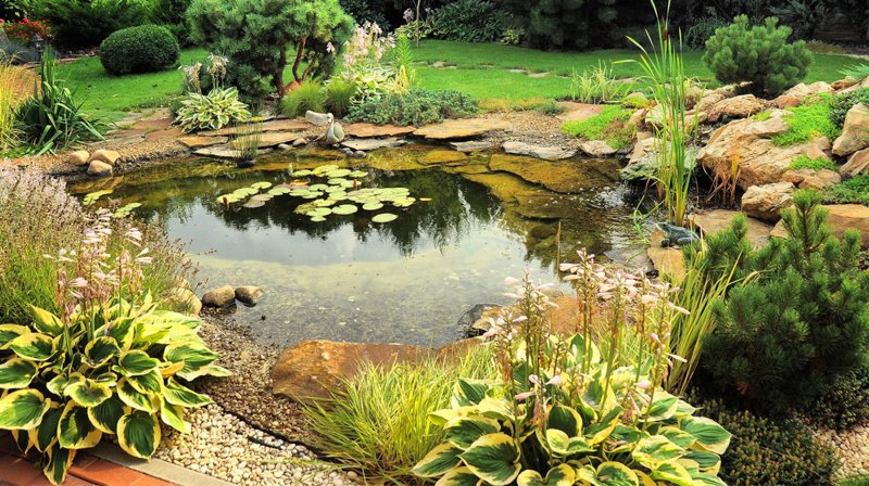 Landscape near the pond