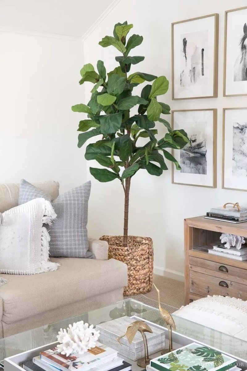 Lirat s ficus in the interior