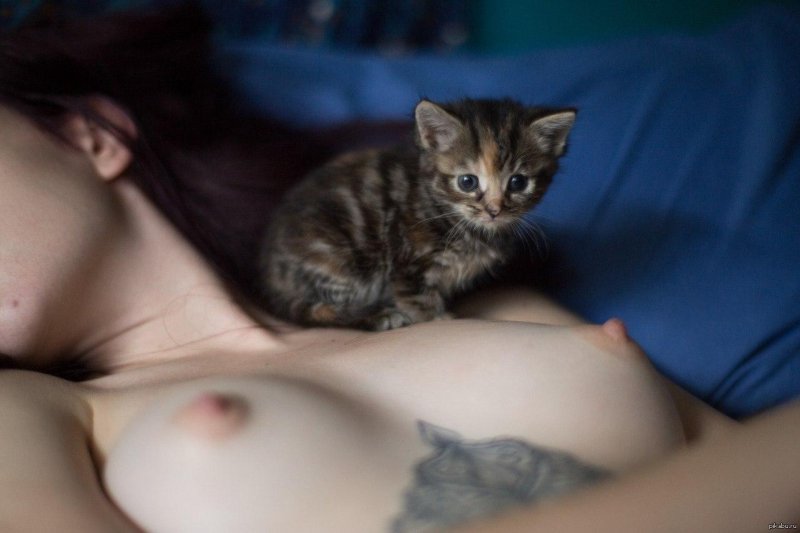 Cute kitten