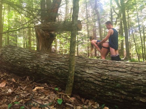 Asses in the forest