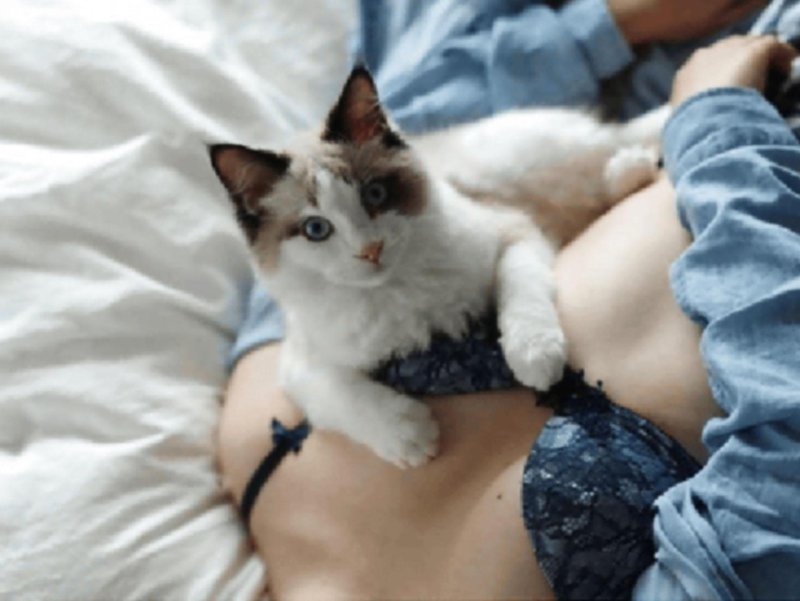 Girl in a bra with cat