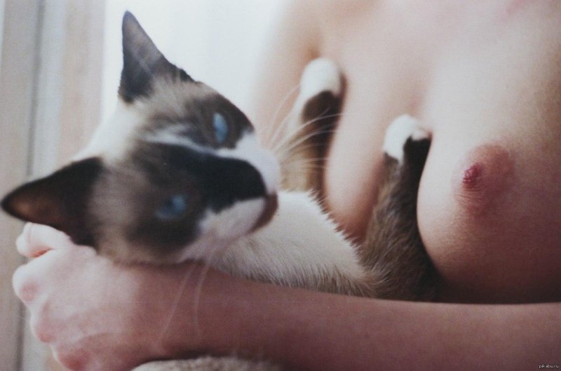 Cat breasts