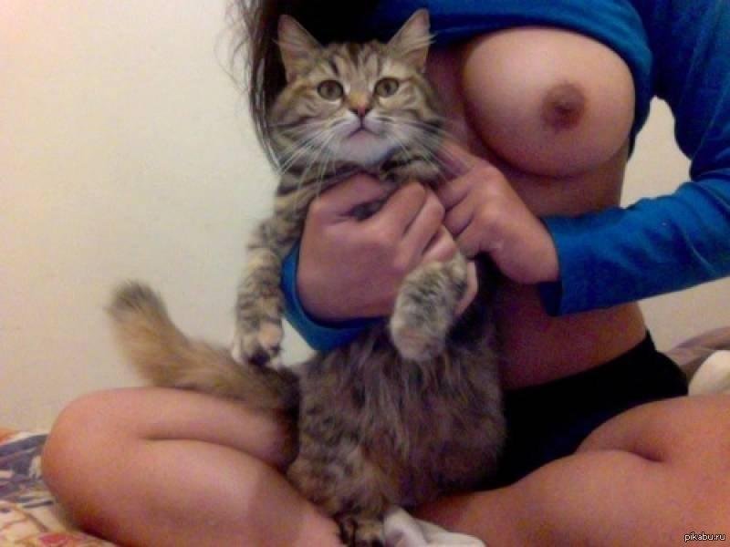Siberian cat