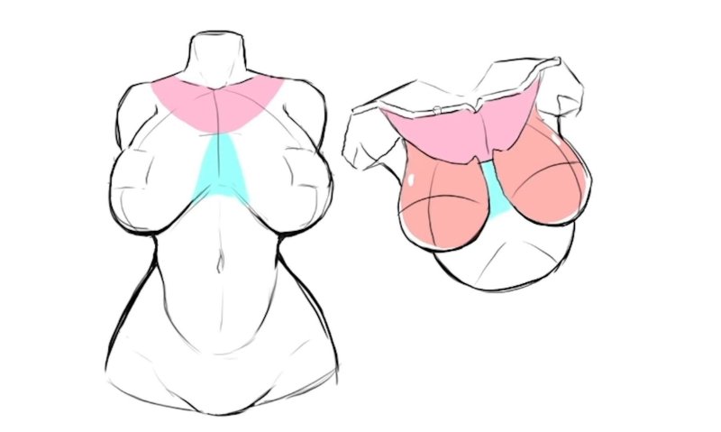Female breast drawing